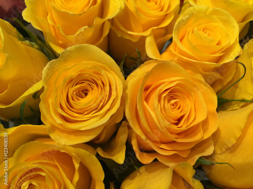 yellow roses