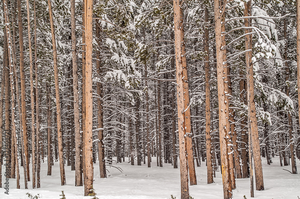 Fototapeta premium Yellowstone Forest after a spring snowfall in May