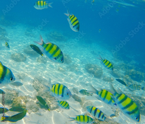Yellow and black striped coral fish. © Elya.Q