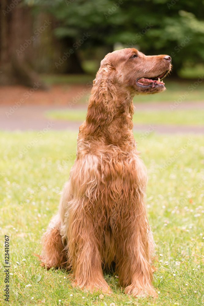 Fototapeta premium Red Hair Irish Setter Purebred Canine Animal Dog