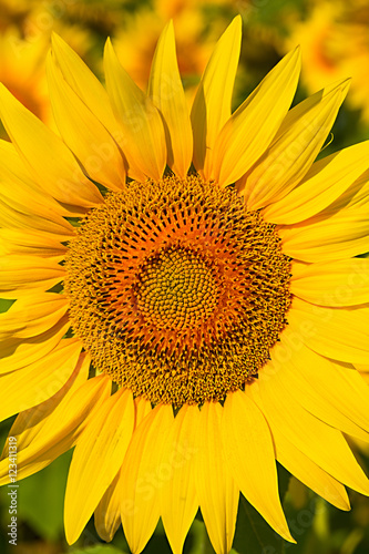 Sunflower close up. Bright yellow sunflowers.