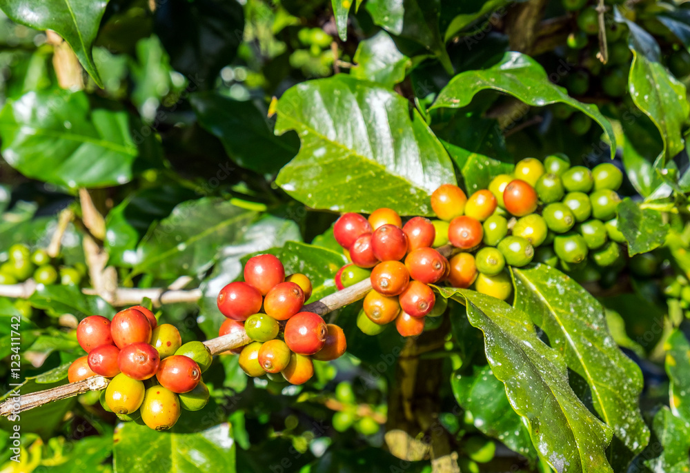Coffee beans arabica ripe on a tree in north thailand asia