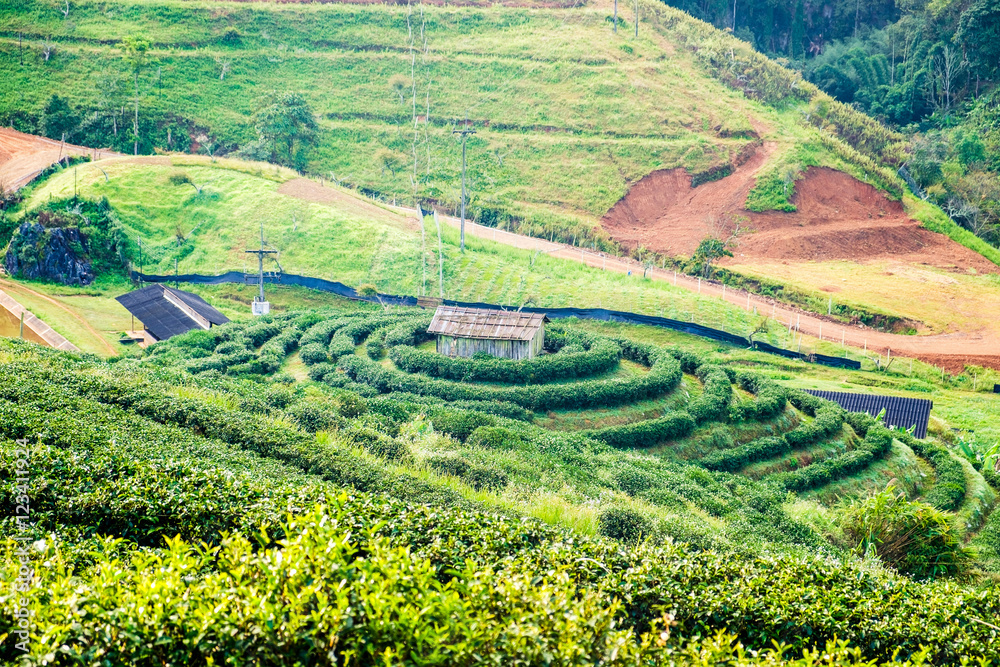 Tea plantation circle around house beautiful landscape, chaing m