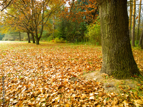 Autumn landscape. 