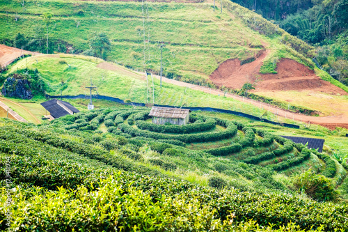 Tea plantation circle around house beautiful landscape, chaing m