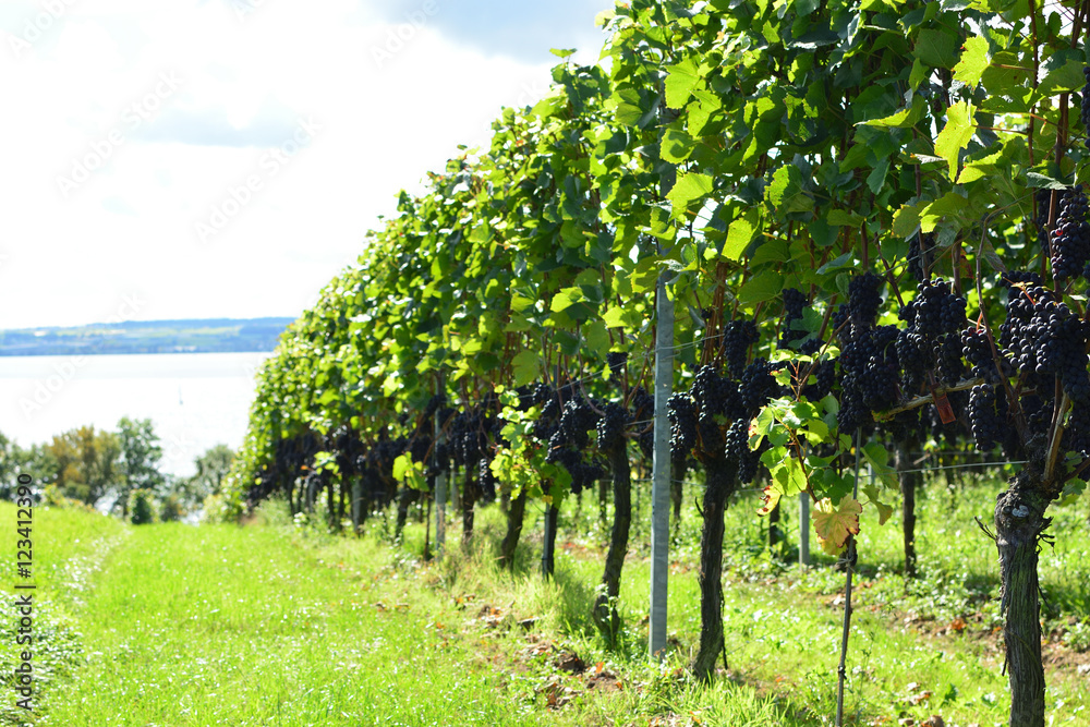 Ripe grapes growing at the lakeside