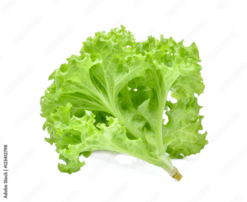 Green oak lettuce isolated on white background Green oak lettuce isolated on white background