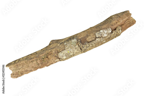Dried branch isolated on white background