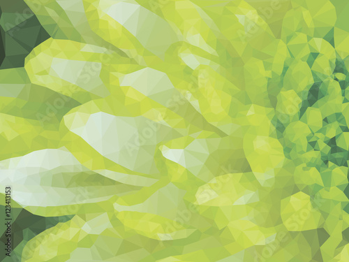 Fototapeta Naklejka Na Ścianę i Meble -  Detail of Lime Green Chrysanthemum Flower Square Backround