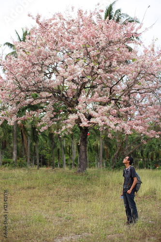 Man and Pink Pantip blossom flowers on the tree in Rayong at Thailand