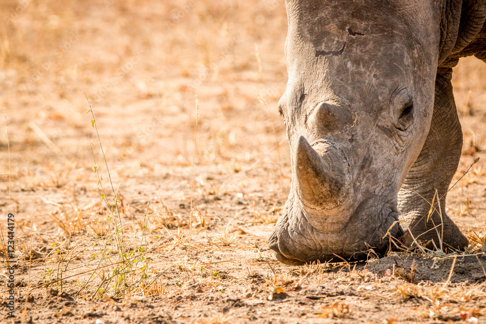 Fototapeta premium Grazing White rhino.