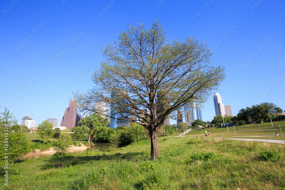 Beautiful tree with view of downtown Houston city, Texas