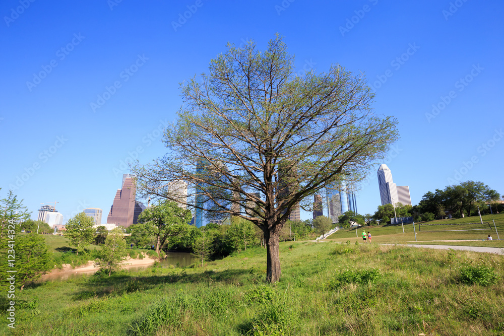 Beautiful tree with view of downtown Houston city, Texas Beautiful tree with view of downtown Houston city, Texas