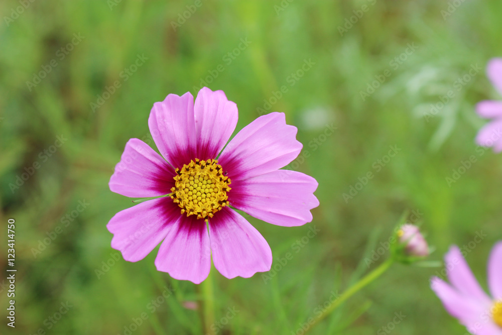ピンクのコスモスの花 ピンクのコスモスの花