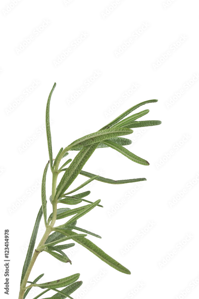 Fototapeta premium rosemary