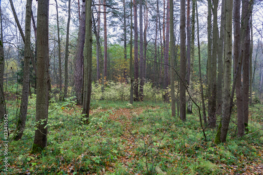 Forest landscape in cloudy and rainy autumn day Forest landscape in cloudy and rainy autumn day