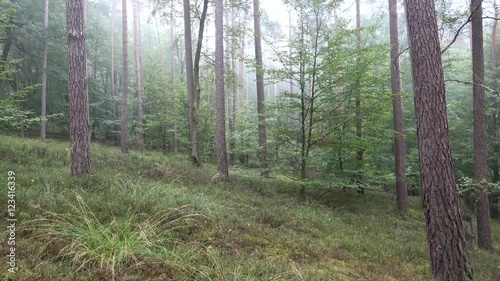 Wallpaper Mural Mischwald Kiefern und junge Buchen Torontodigital.ca