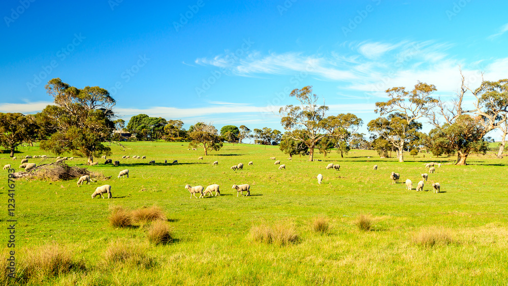 Grazing sheep in rural South Australia Grazing sheep in rural South Australia