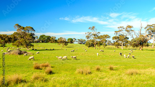 Fototapeta Naklejka Na Ścianę i Meble -  Grazing sheep in rural South Australia