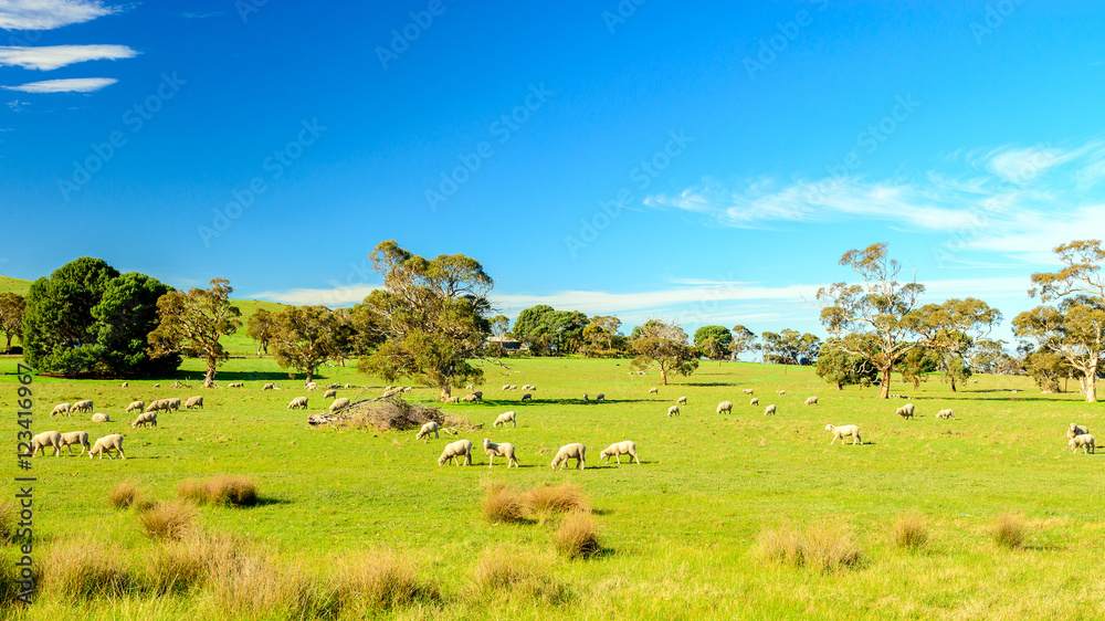 Grazing sheep in rural South Australia Grazing sheep in rural South Australia