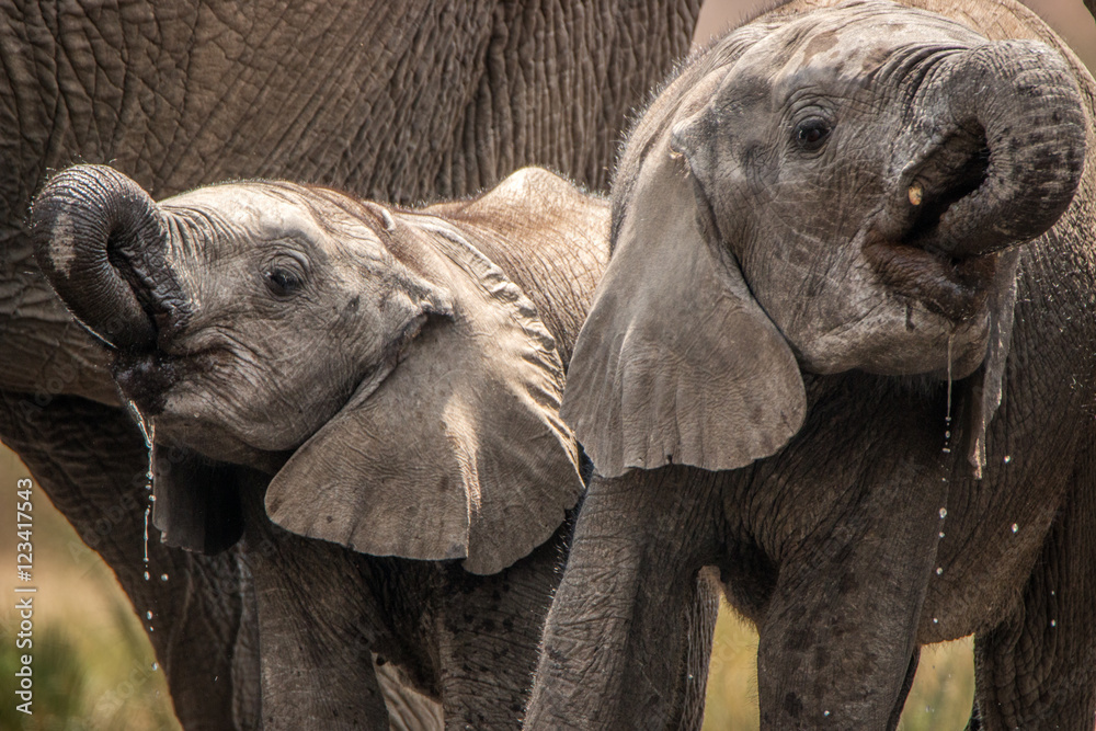 Naklejka premium Drinking herd of Elephants.