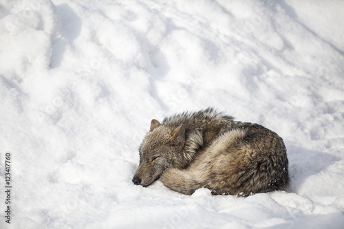 wolf sleep on snow © jukuraesamurai