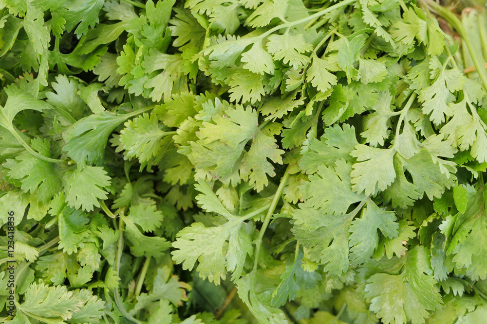 green coriander leaf, vegetable food ingredient green coriander leaf, vegetable food ingredient