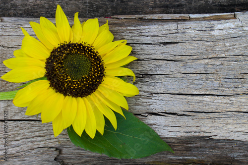 Sunflower on wooden background