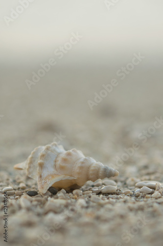 Orebic,seashell on a pebble beach,Croatia,Europe © veroart