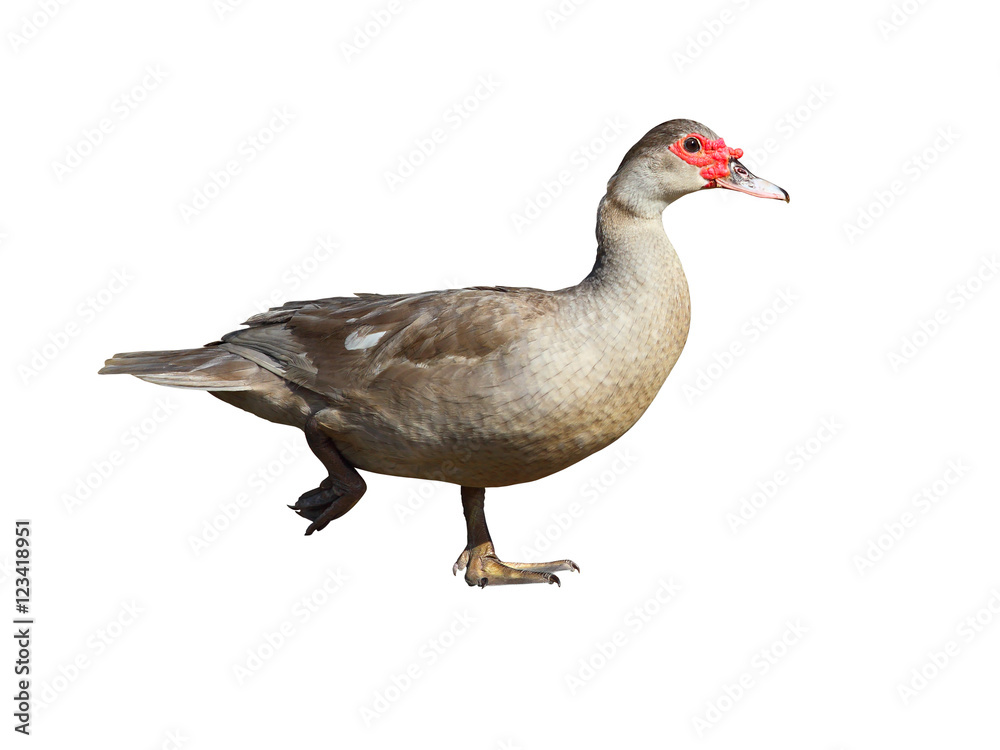 Muscovy Duck isolated on white background Muscovy Duck isolated on white background
