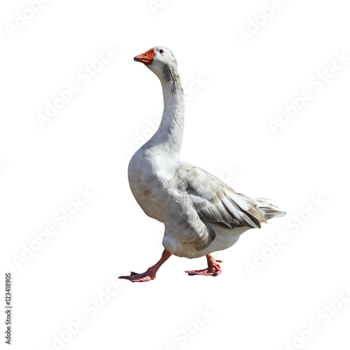 Big Grey goose isolated on a white