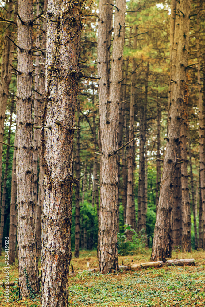 Fototapeta premium Pine tree forest in autumn october afternoon