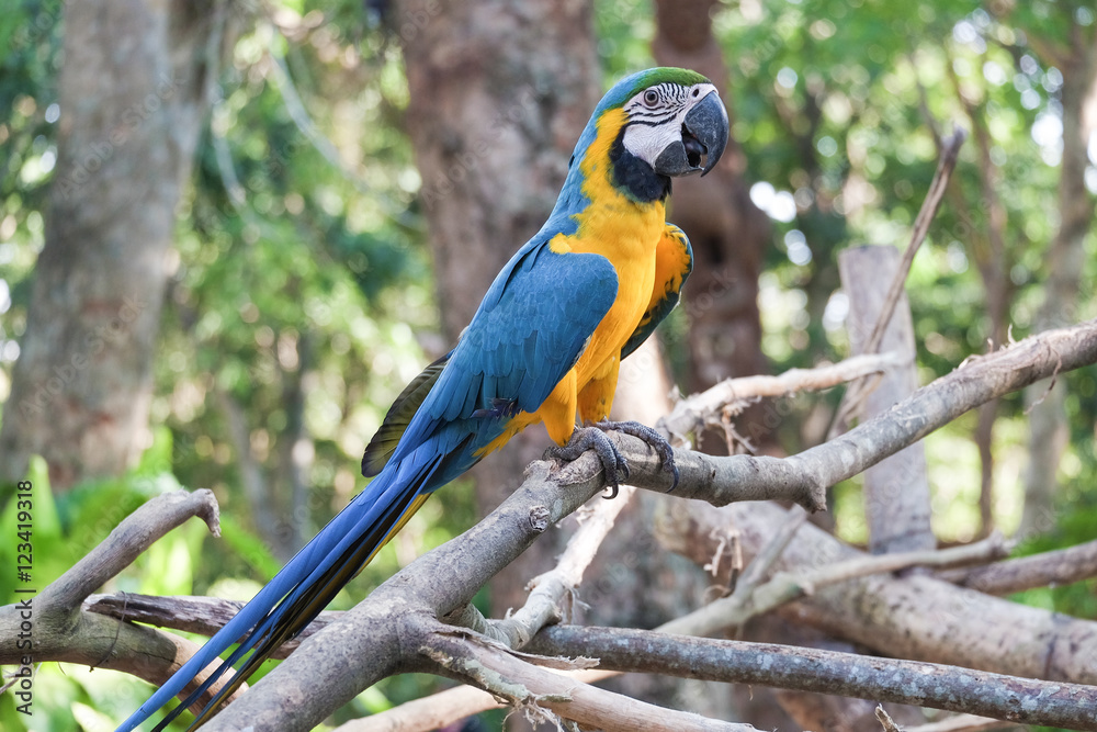 Beautiful Blue and gold macaw bird - Tropical parrot Beautiful Blue and gold macaw bird - Tropical parrot