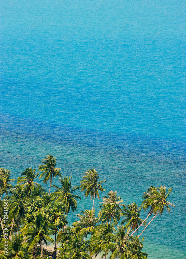 Coconut trees and sea