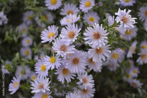 asters Novobelitskiy