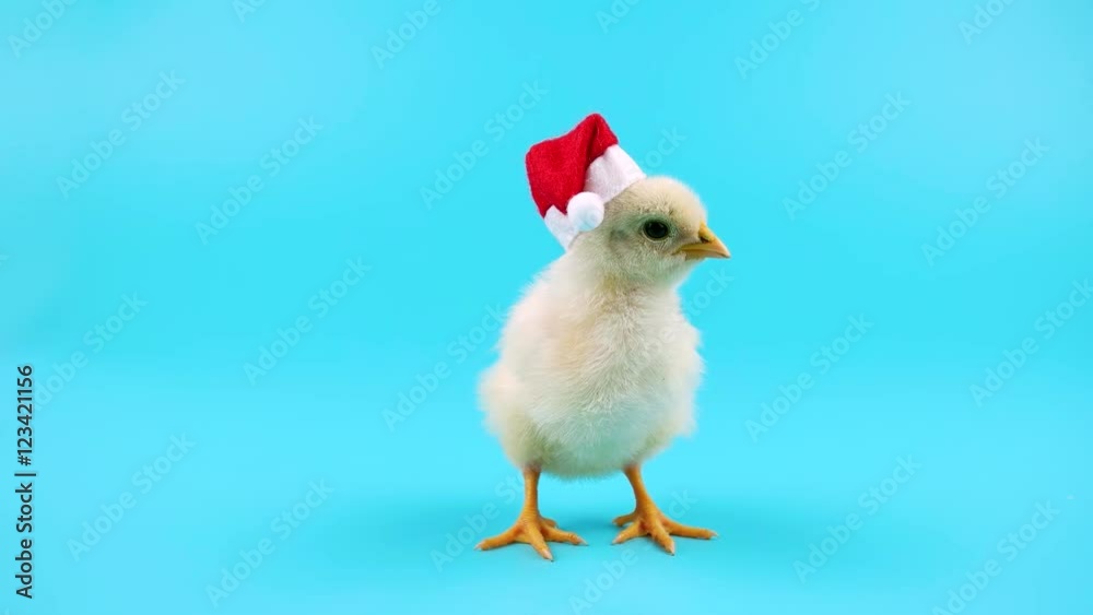 Cute young rooster in red Santa Claus hat, symbol of New Year 2017, ready to be keyed
Cute young rooster in red Santa Claus hat, symbol of New Year 2017, ready to be keyed