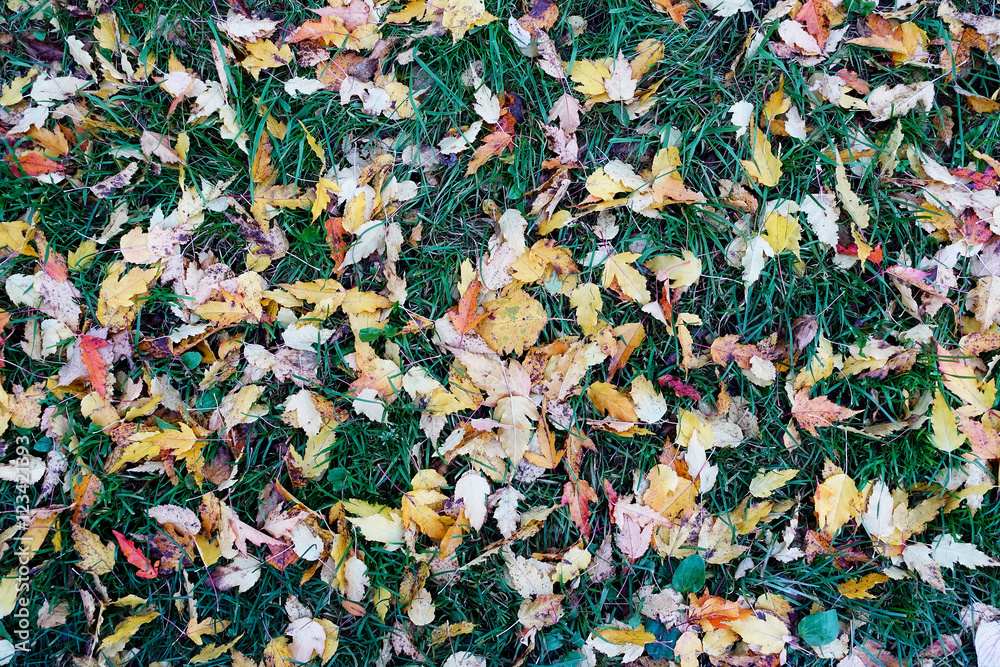The leaves on the grass