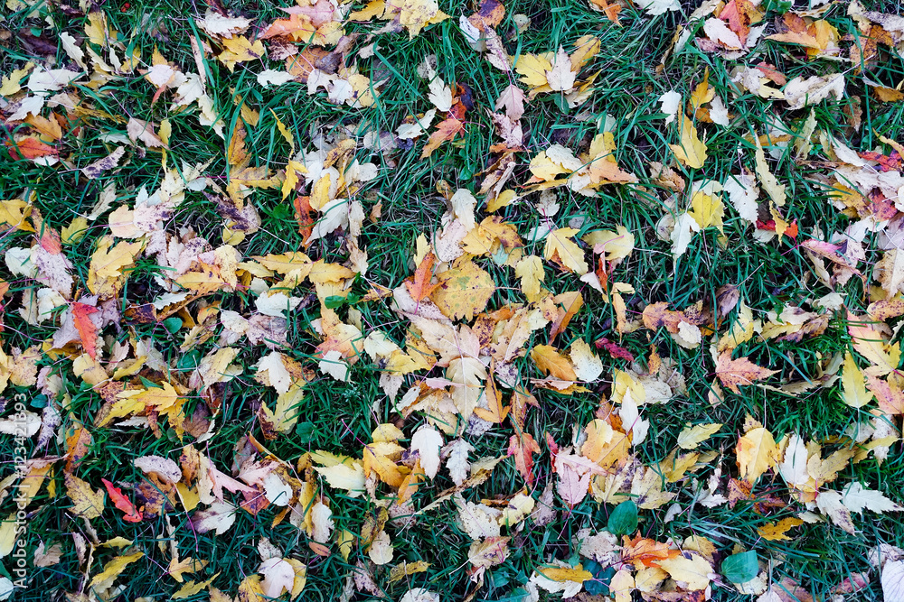 The leaves on the grass The leaves on the grass