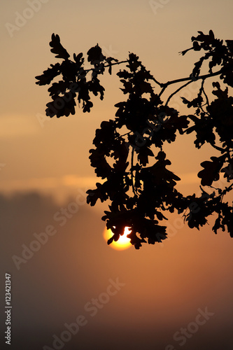 Sonnenaufgang hinter Eichenblättern