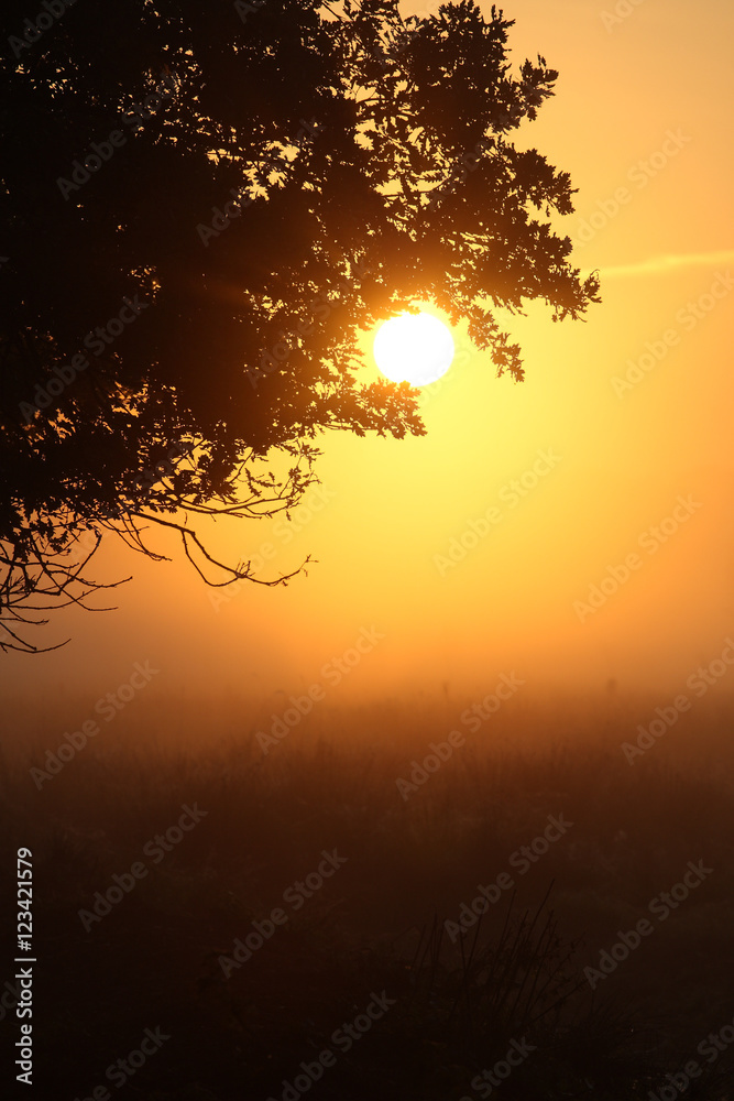 Sonnenaufgang hinter einem Baum