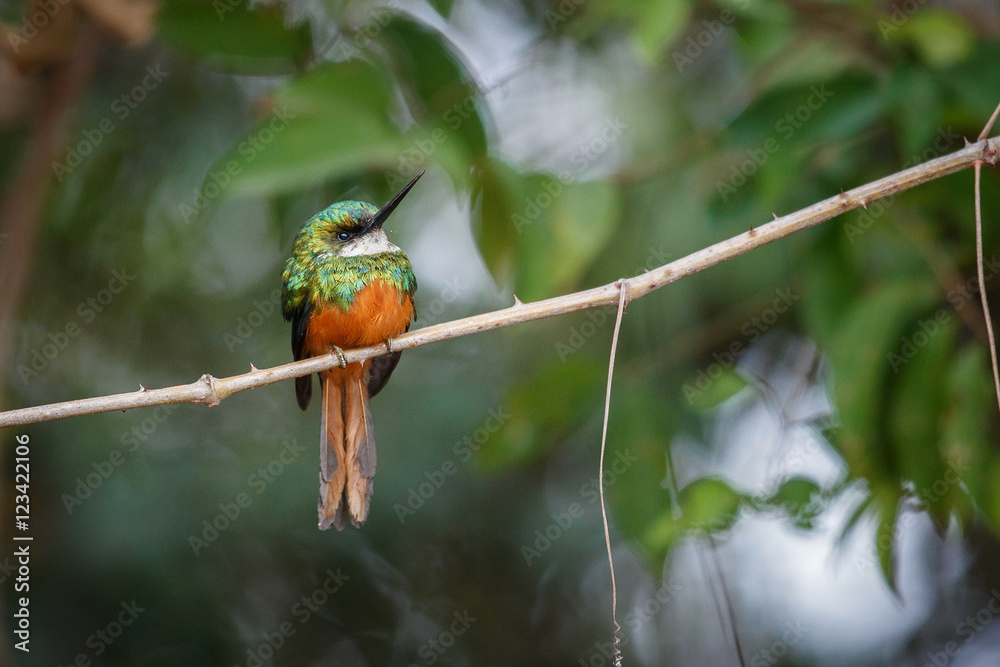 Fototapeta premium Rufous-tailed Jacamar on a tree in the nature habitat, wild brasil, brasilian wildlife, pantanal, green jungle, birding, Galbula ruficauda