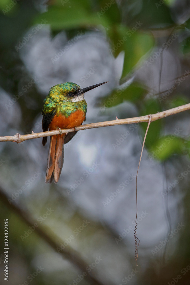 Rufous-tailed Jacamar on a tree in the nature habitat, wild brasil, brasilian wildlife, pantanal, green jungle, birding, Galbula ruficauda Rufous-tailed Jacamar on a tree in the nature habitat, wild brasil, brasilian wildlife, pantanal, green jungle, birding, Galbula ruficauda