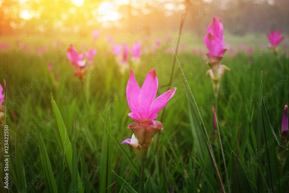 Nature background of pink flower,Siam tulip (Krachiao) during sunrise and sunset at Chaiyaphum province in Thailand is a very popular for photographers and tourists.