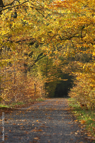 Waldweg im Herbst mit Laubfärbung