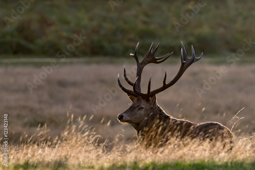 Red Deer Stag backlit, lying in golden grass with green foliage background.