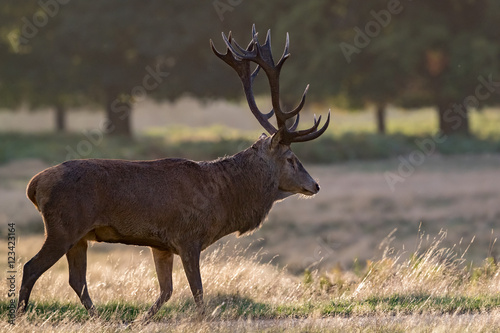 Red Deer Stag backlit, walking in golden grass with green foliage background.