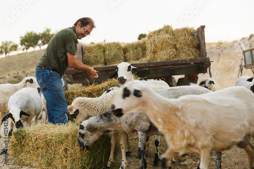 Men transfers hay for sheep photo