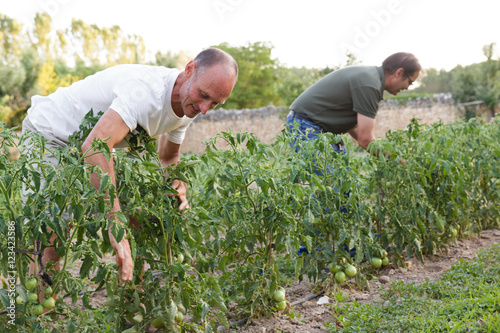 Two men inspect harvest in the garden