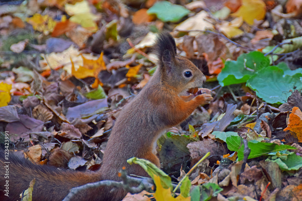Squirrel is carrying an acorn on autumn park. Squirrel is carrying an acorn on autumn park.