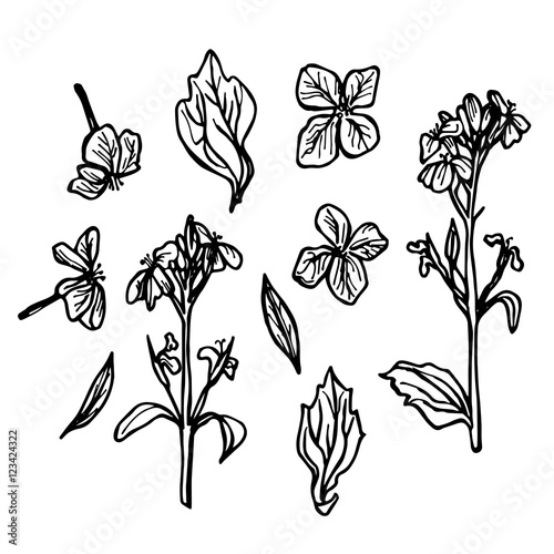 radish flowers, sketch, black contour on white background. Vector